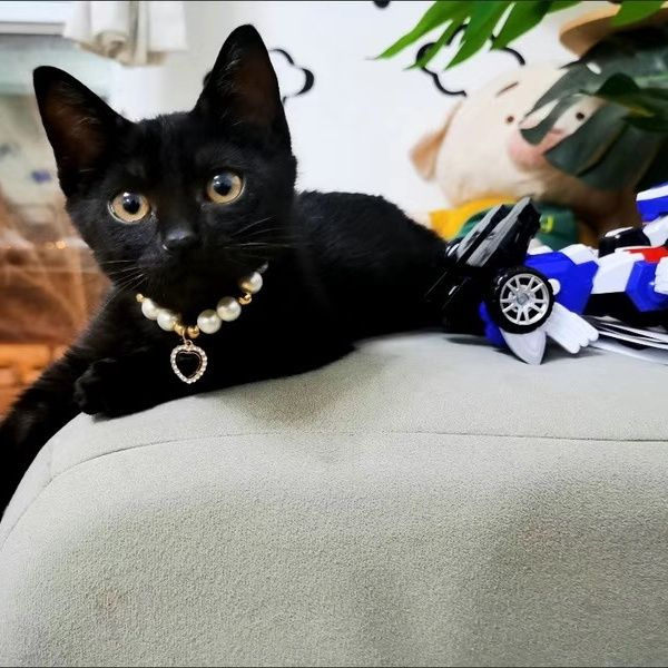 Popular Internet Celebrity Cat Pearl Necklace - Image 8