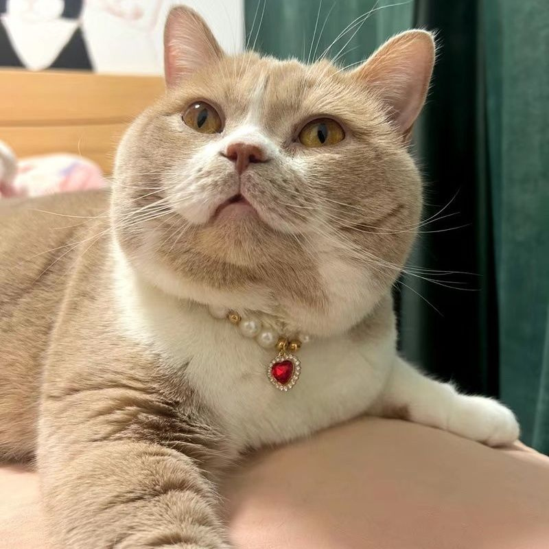 Popular Internet Celebrity Cat Pearl Necklace - Image 2